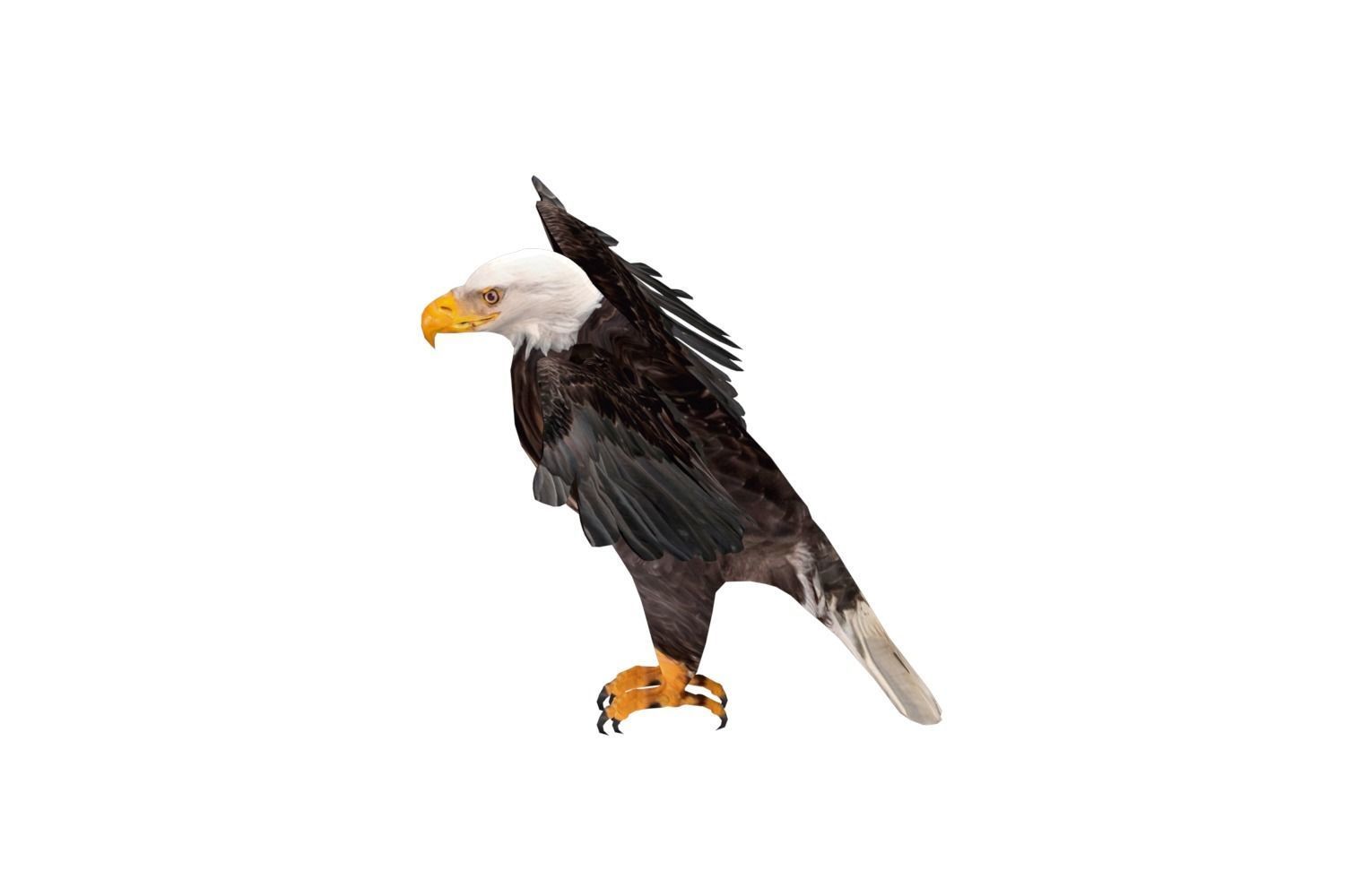Realistic Bald Eagle 3D Model Low-poly 3D model_1