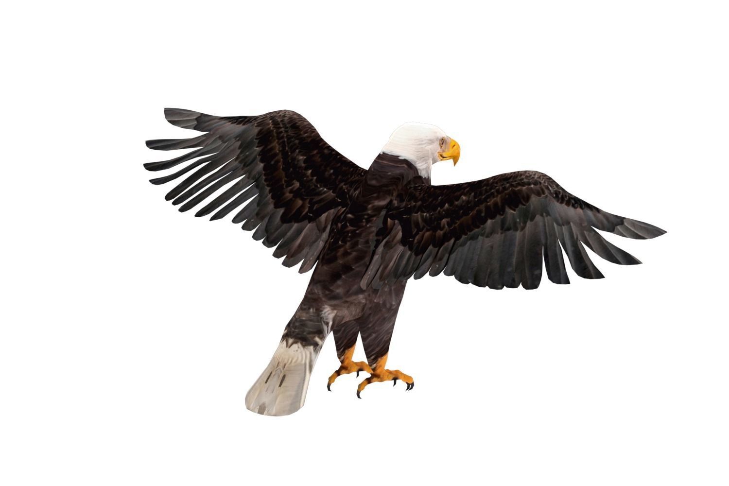 Realistic Bald Eagle 3D Model Low-poly 3D model_4