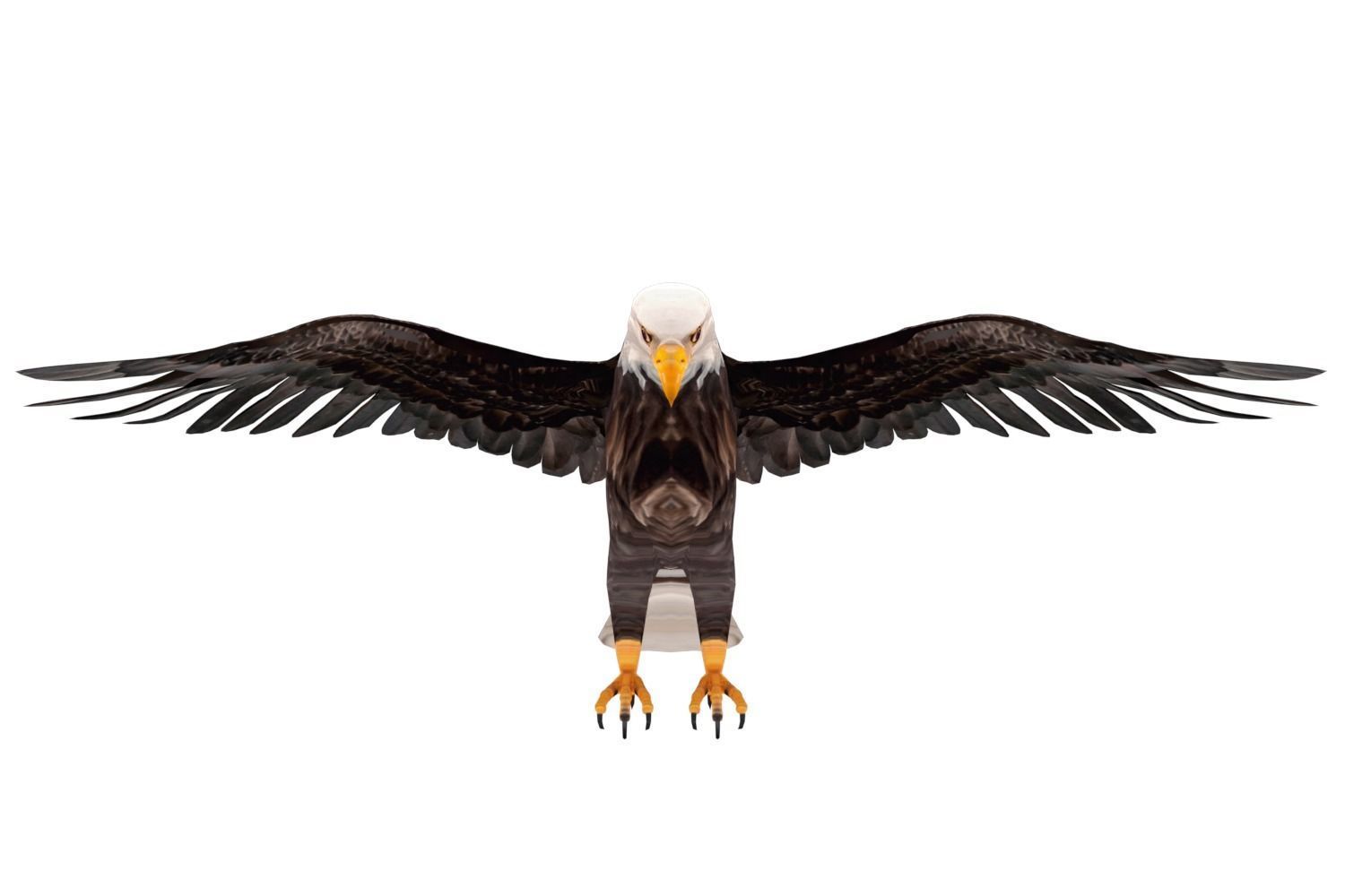 Realistic Bald Eagle 3D Model Low-poly 3D model_7