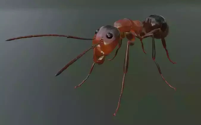 RedAnt 3d ant Low-poly 3D model
