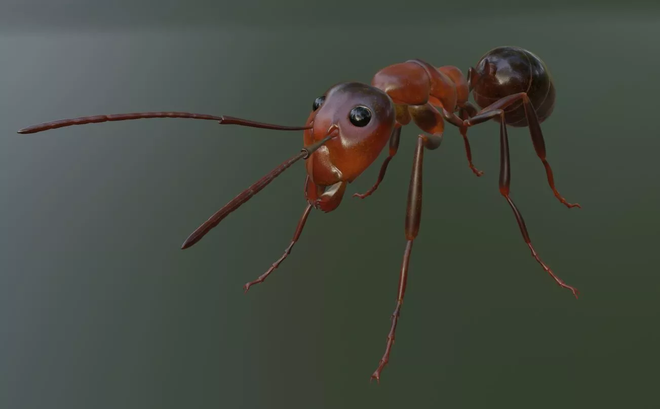 RedAnt 3d ant Low-poly 3D model