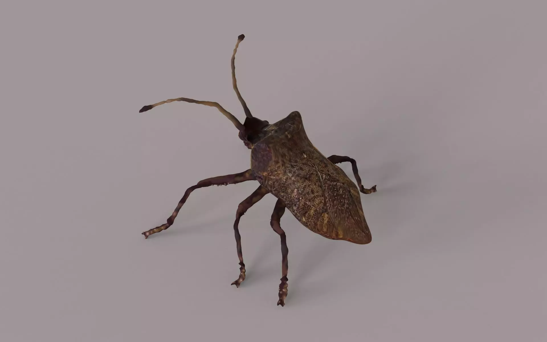 Coreus Marginatus 3D model
