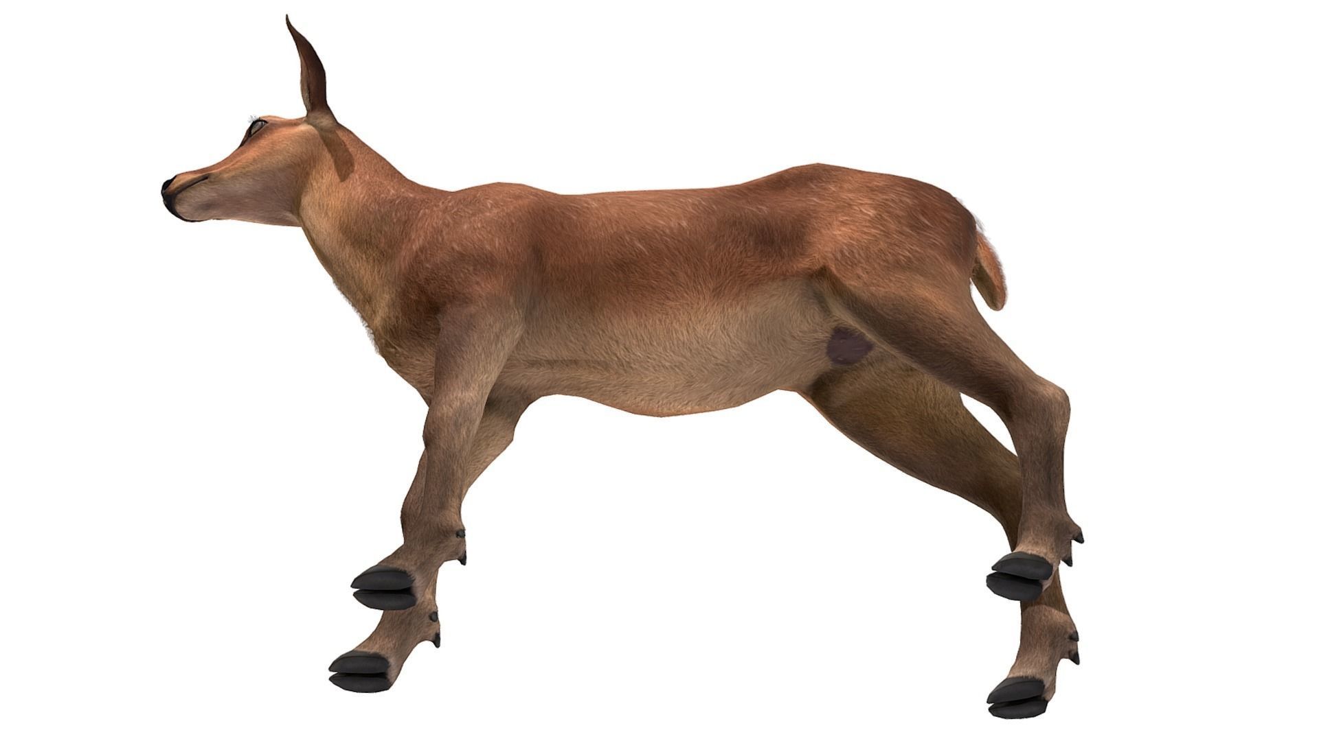 Red Deer Family Low-poly 3D model_20