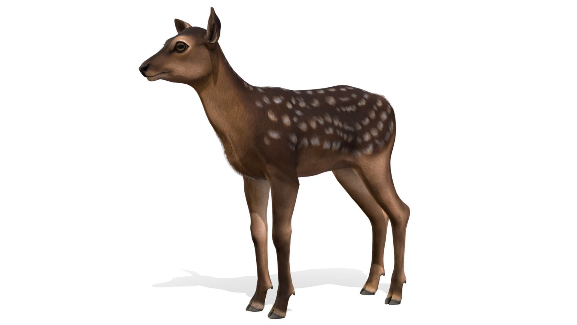 Red Deer Family Low-poly 3D model_6