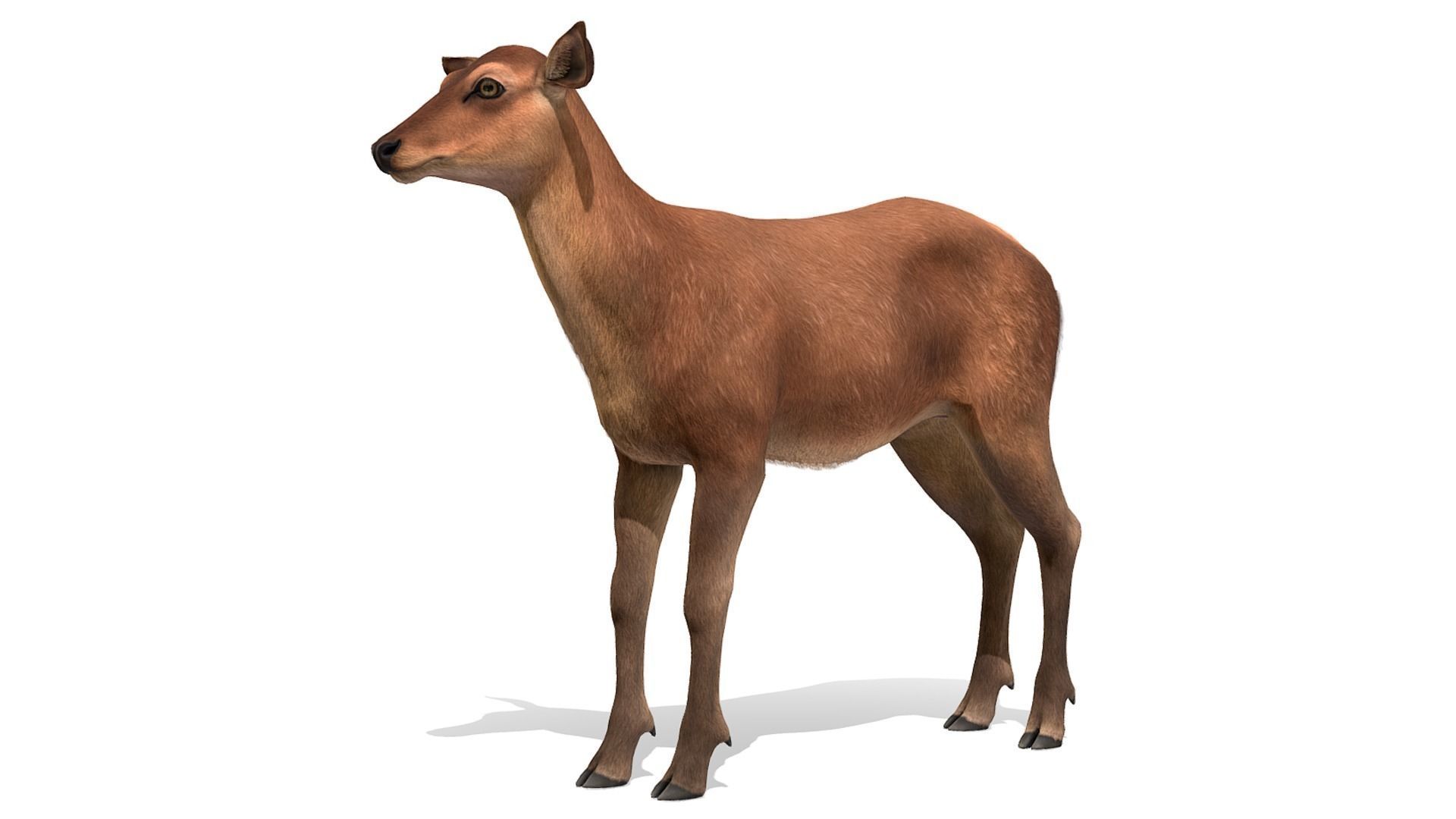 Red Deer Family Low-poly 3D model_16