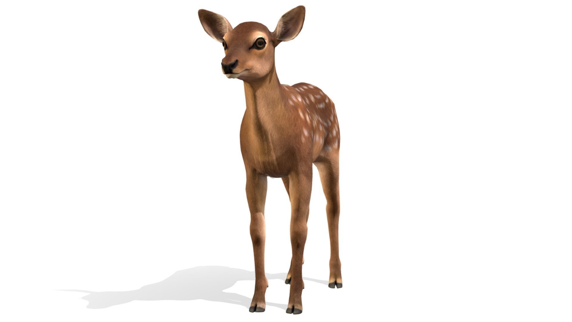 Red Deer Family Low-poly 3D model_13