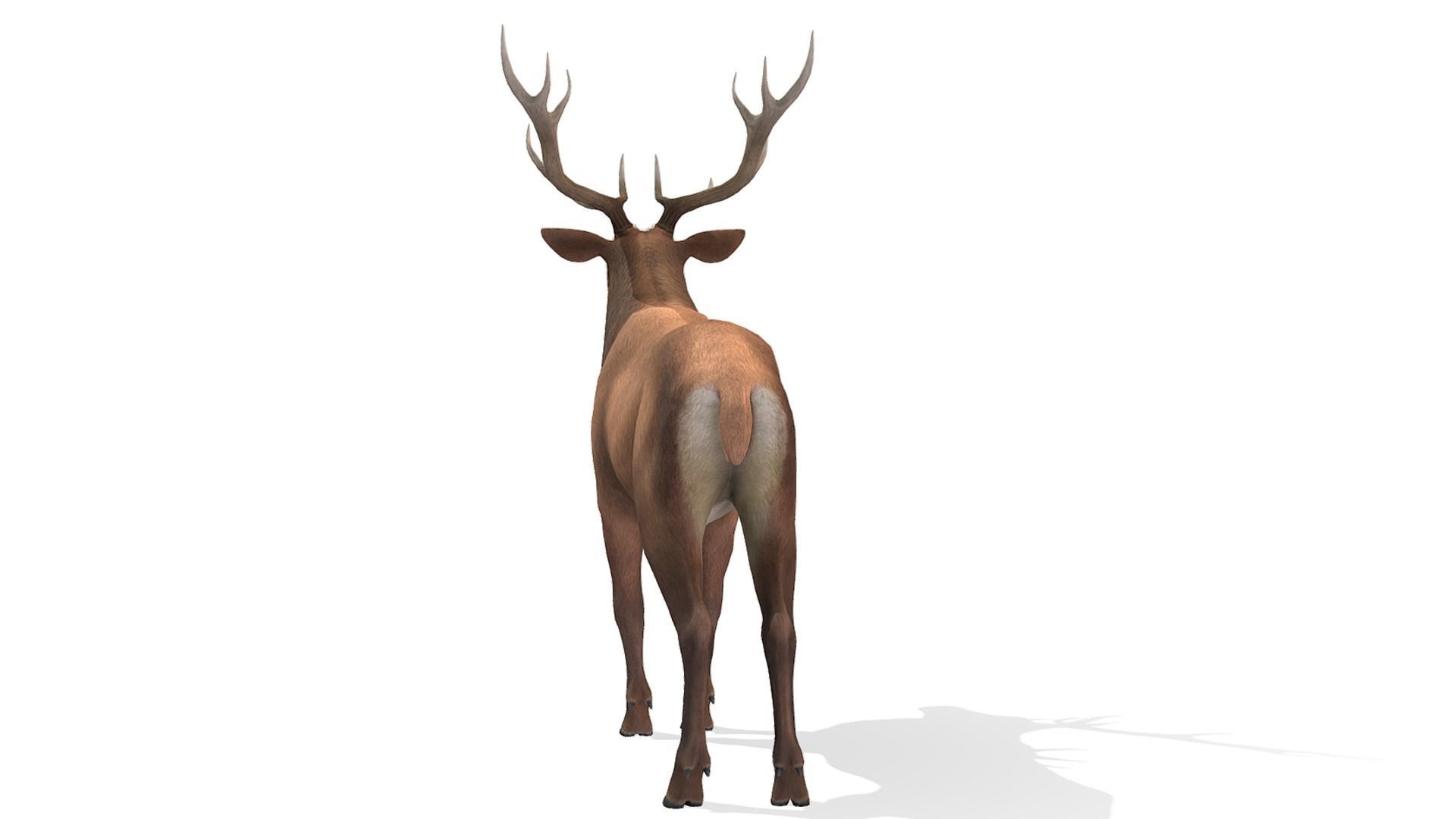 Red Deer Family Low-poly 3D model_34
