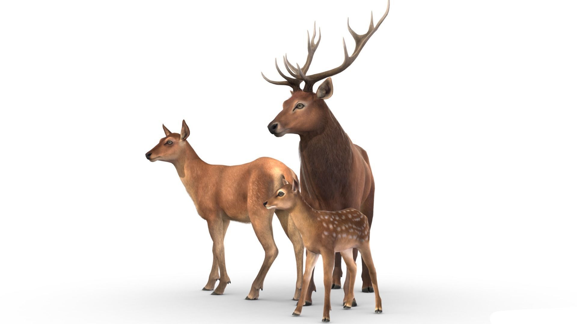 Red Deer Family Low-poly 3D model_3