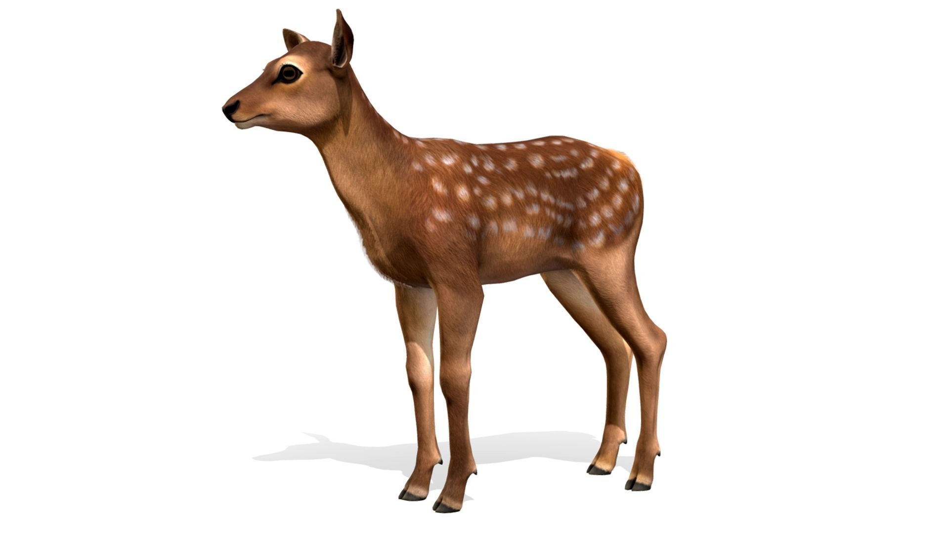 Red Deer Family Low-poly 3D model_5