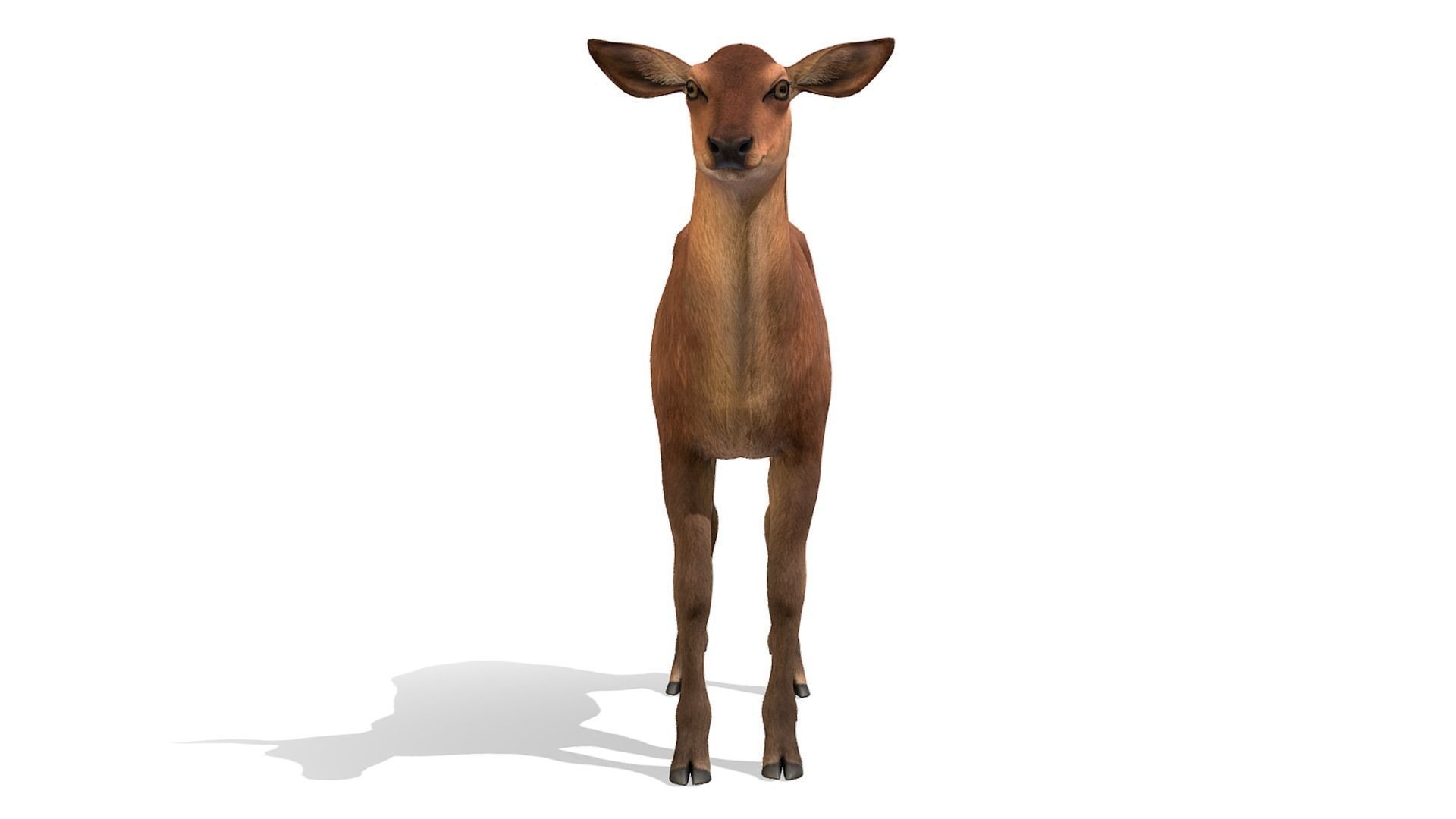 Red Deer Family Low-poly 3D model_18