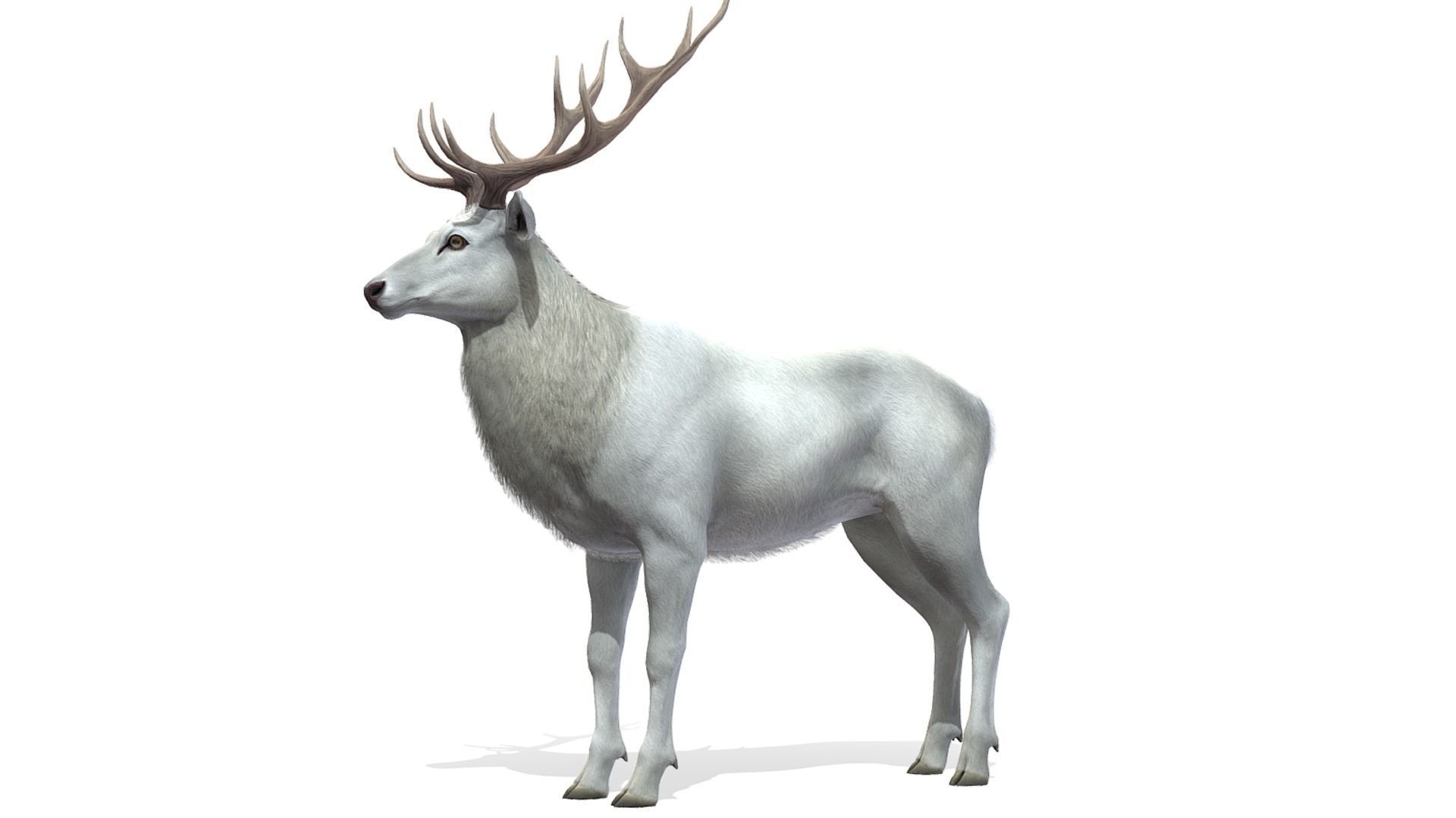 Red Deer Family Low-poly 3D model_30