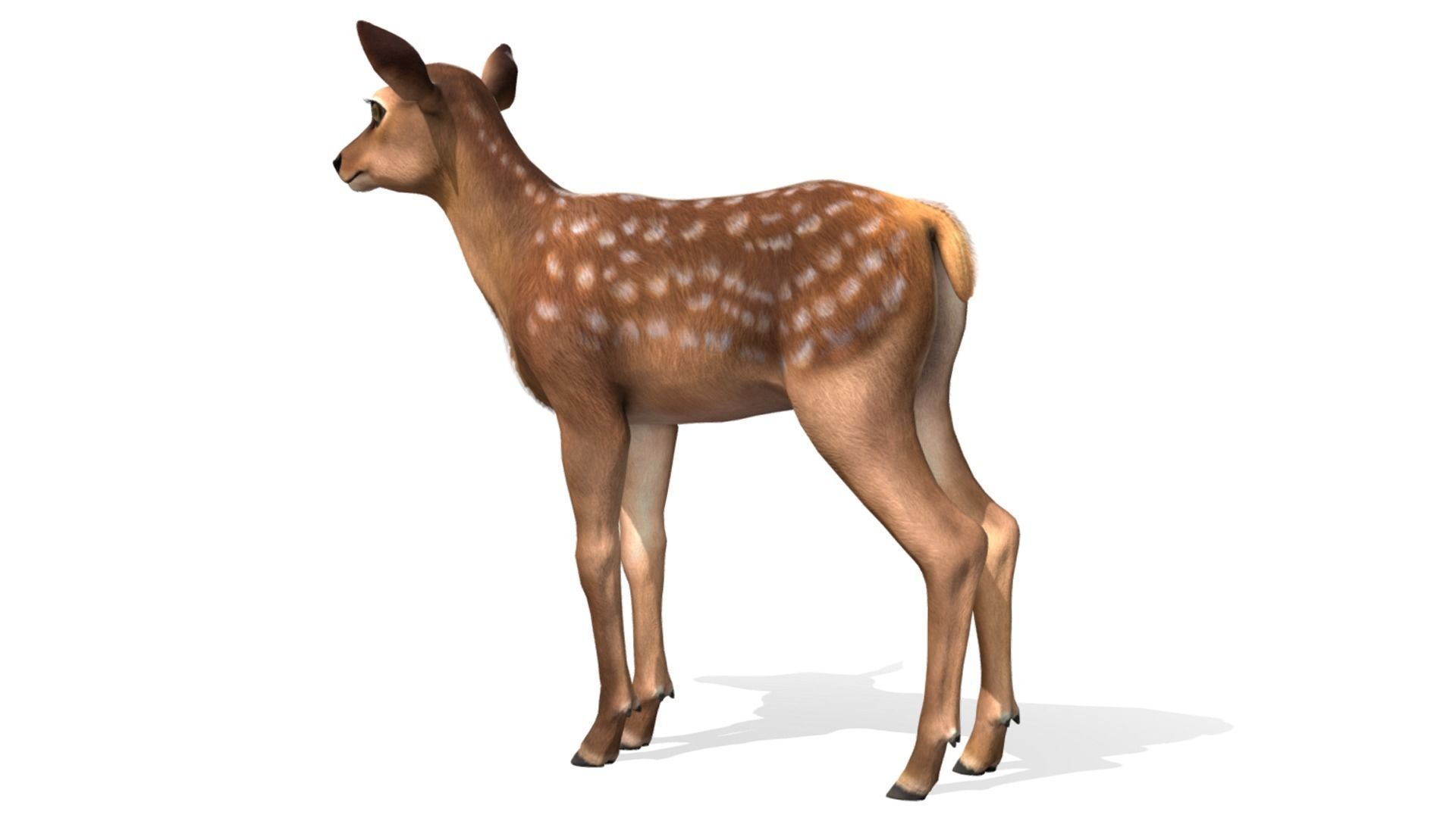 Red Deer Family Low-poly 3D model_11