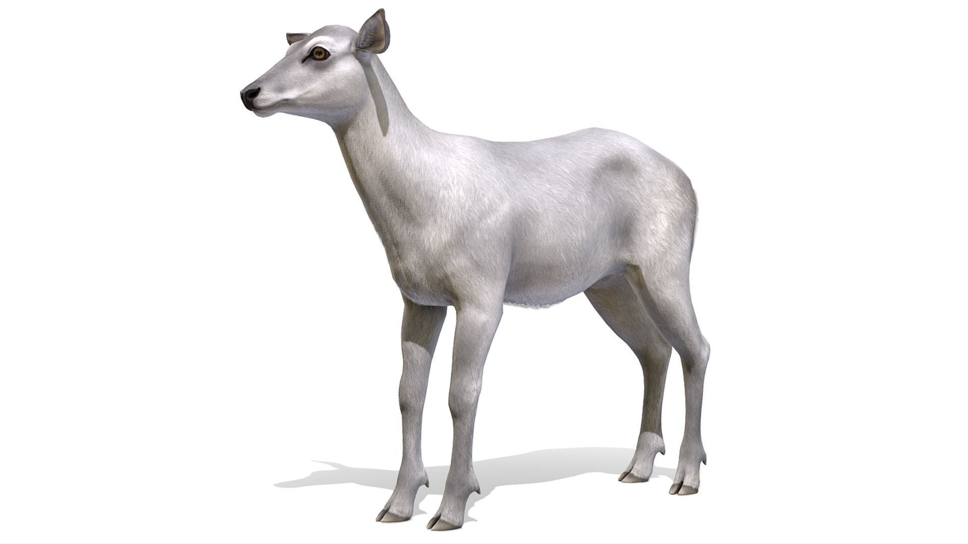 Red Deer Family Low-poly 3D model_23
