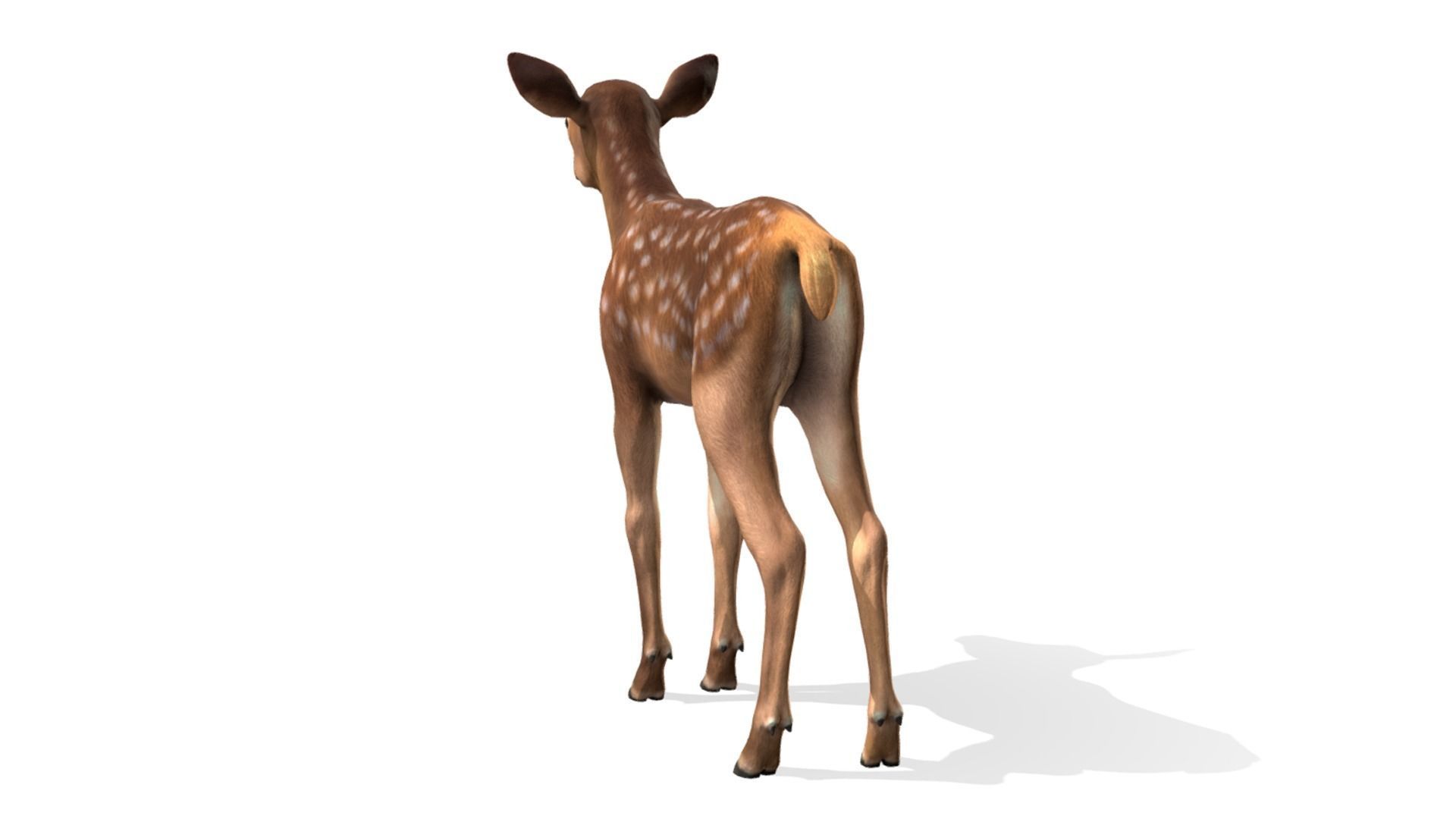 Red Deer Family Low-poly 3D model_12