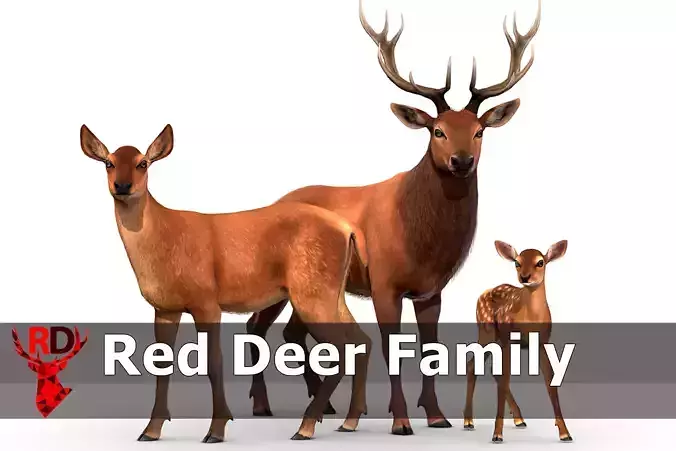 Red Deer Family Low-poly 3D model