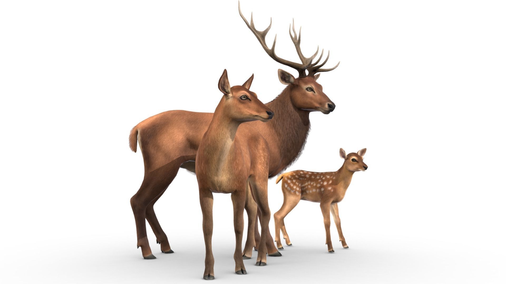 Red Deer Family Low-poly 3D model_4