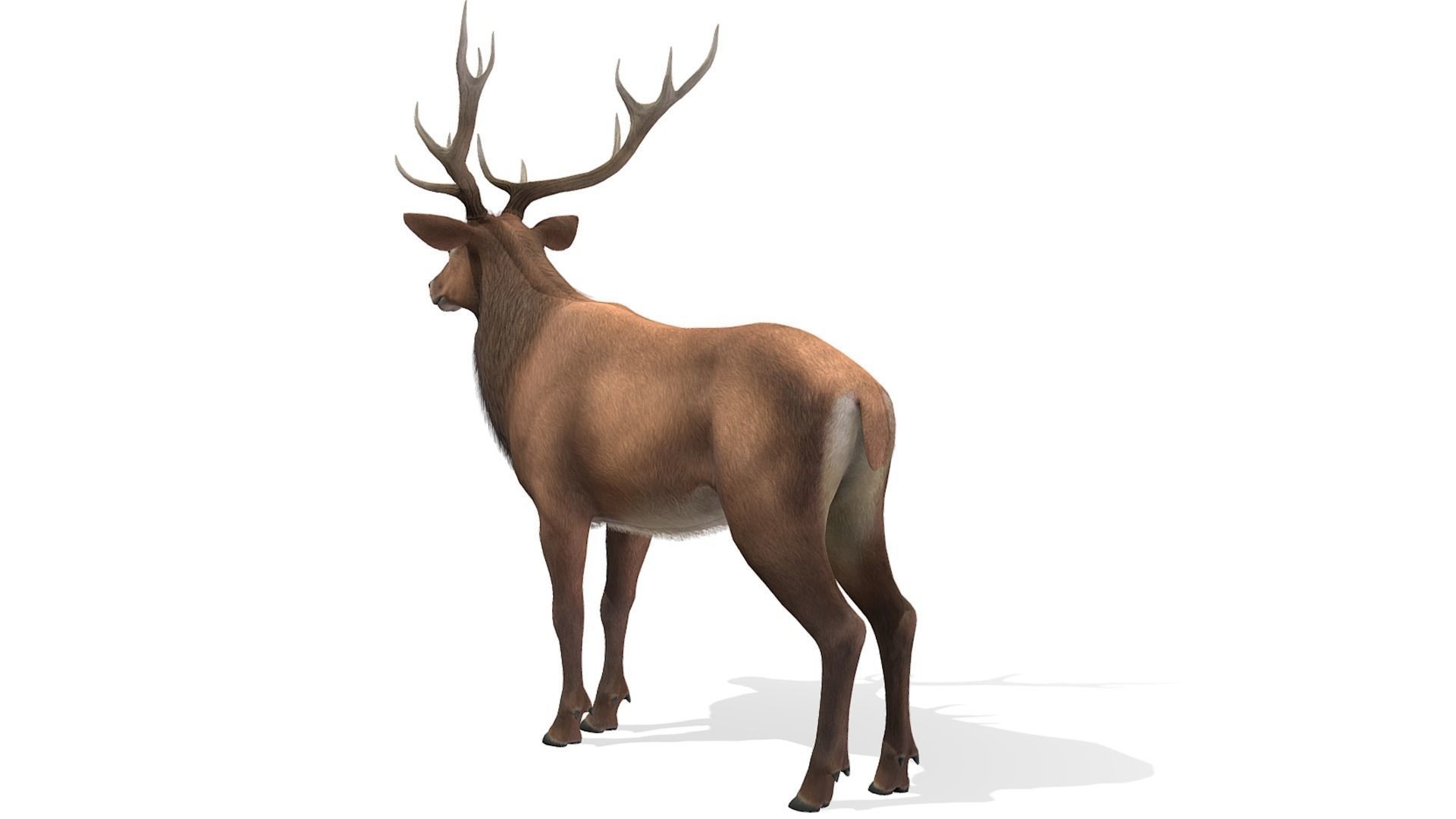 Red Deer Family Low-poly 3D model_32