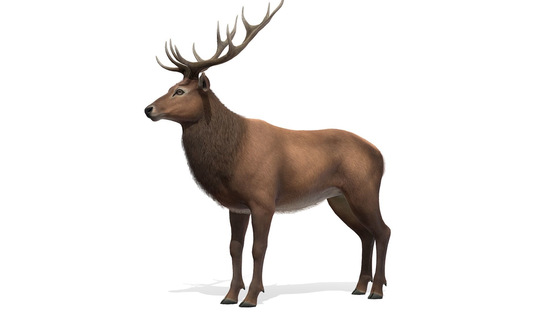Red Deer Family Low-poly 3D model_28