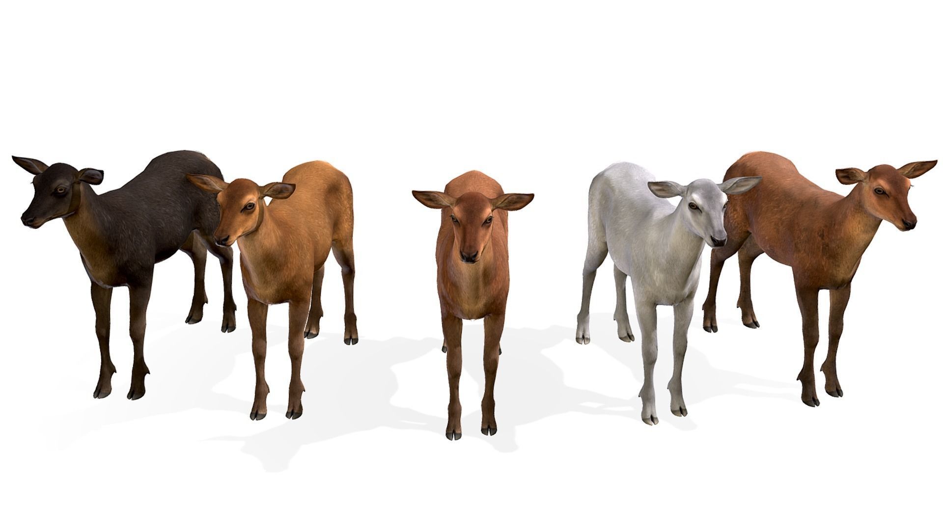 Red Deer Family Low-poly 3D model_21