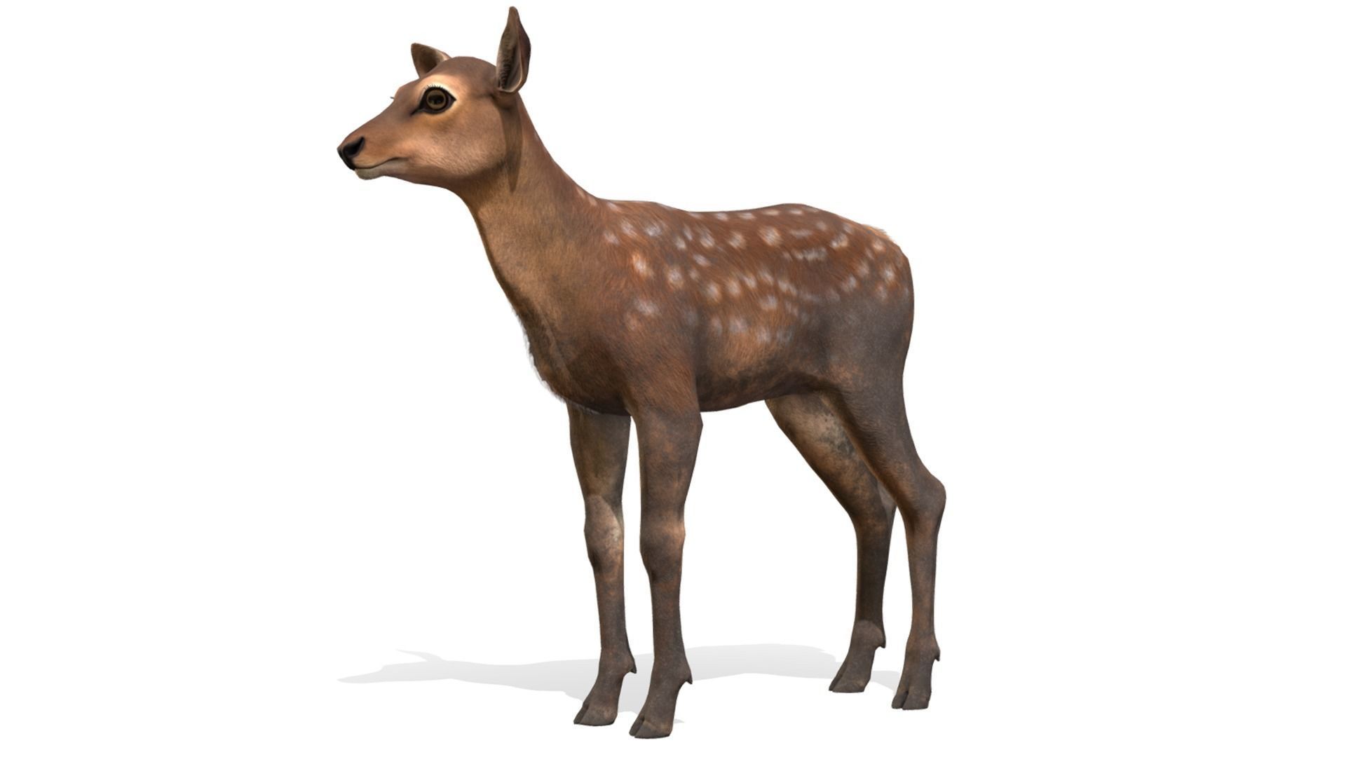 Red Deer Family Low-poly 3D model_9