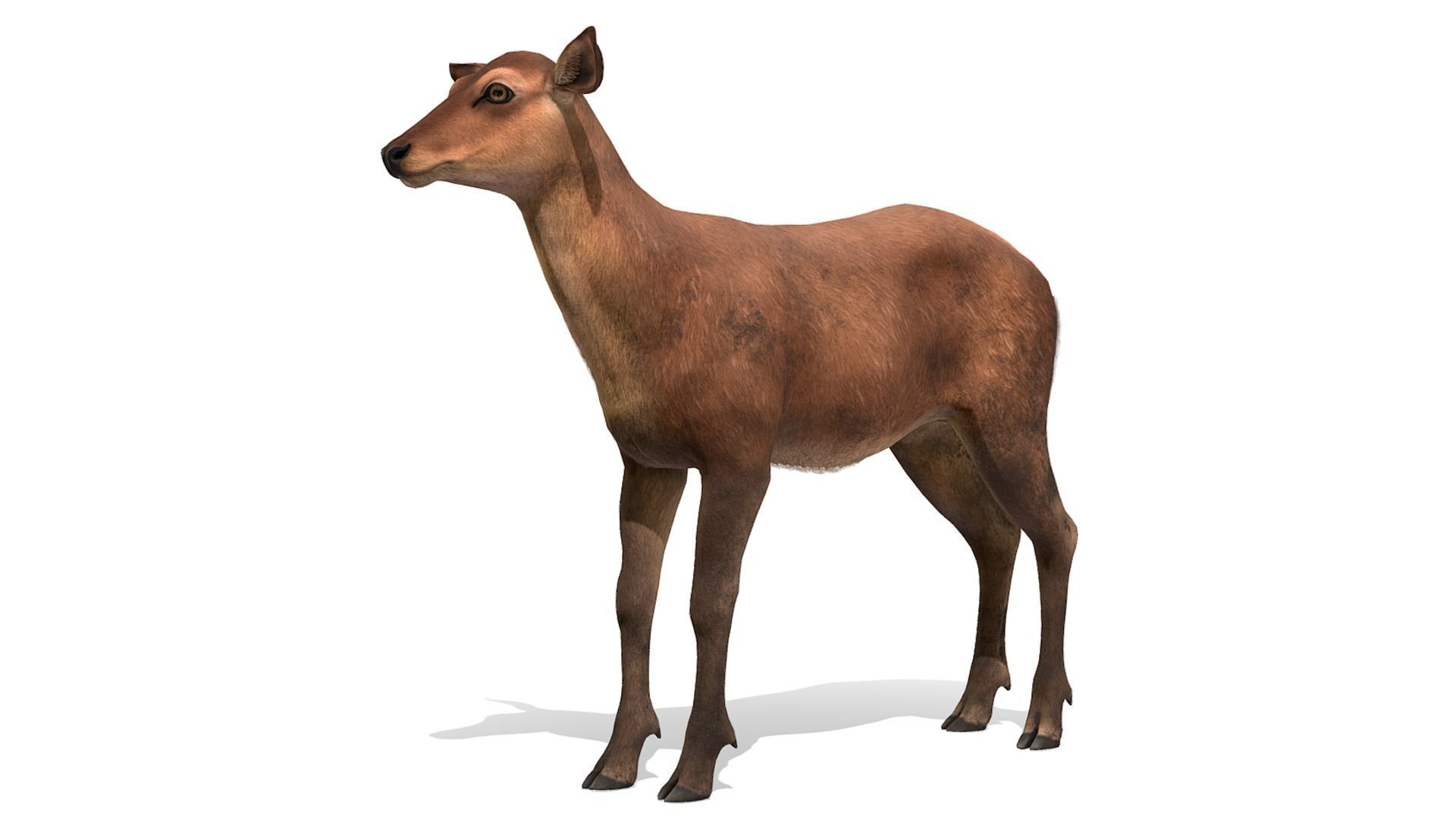 Red Deer Family Low-poly 3D model_24