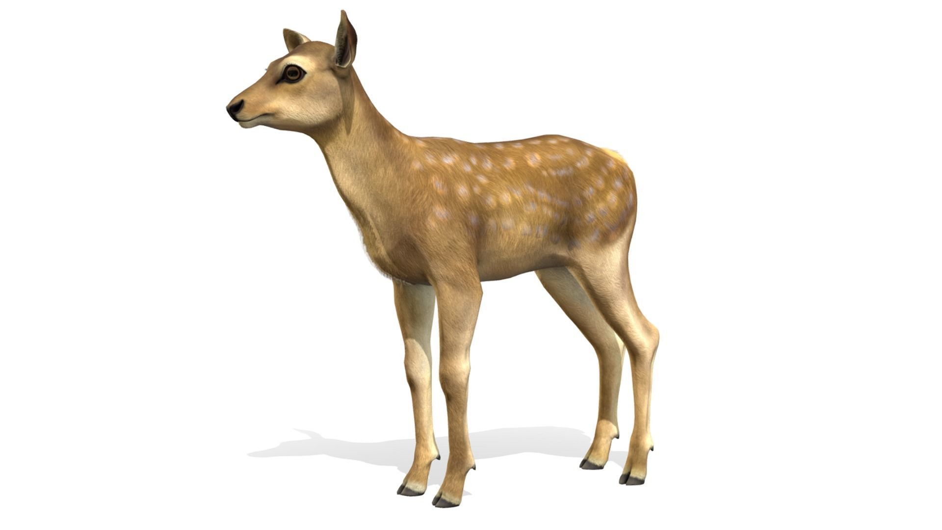 Red Deer Family Low-poly 3D model_7