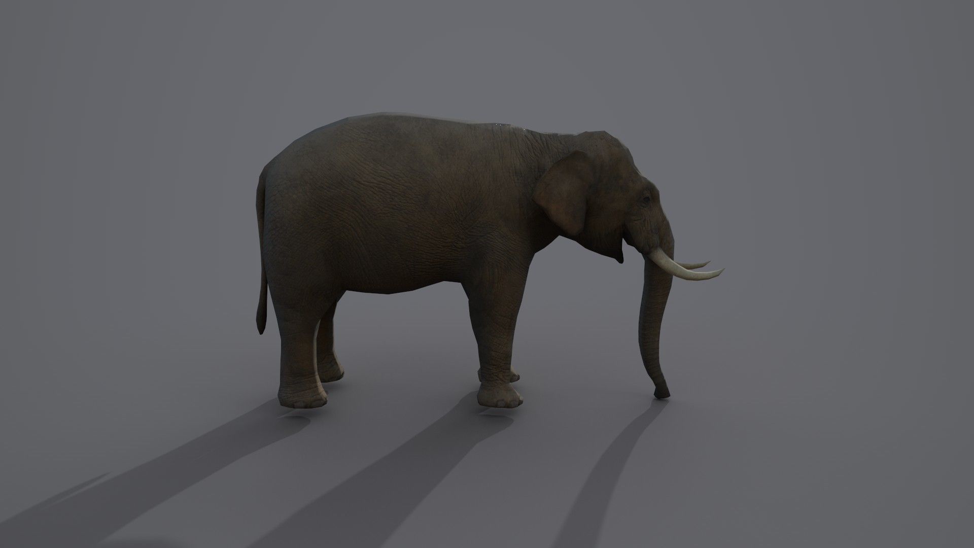 African Elephant 3D model_12