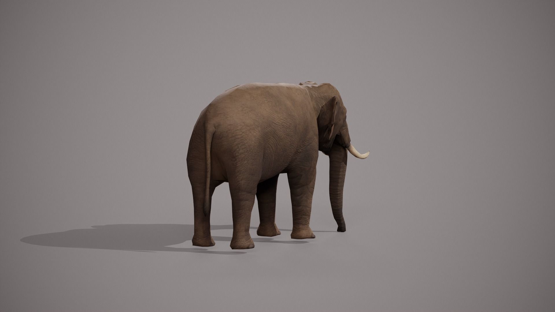 African Elephant 3D model_19