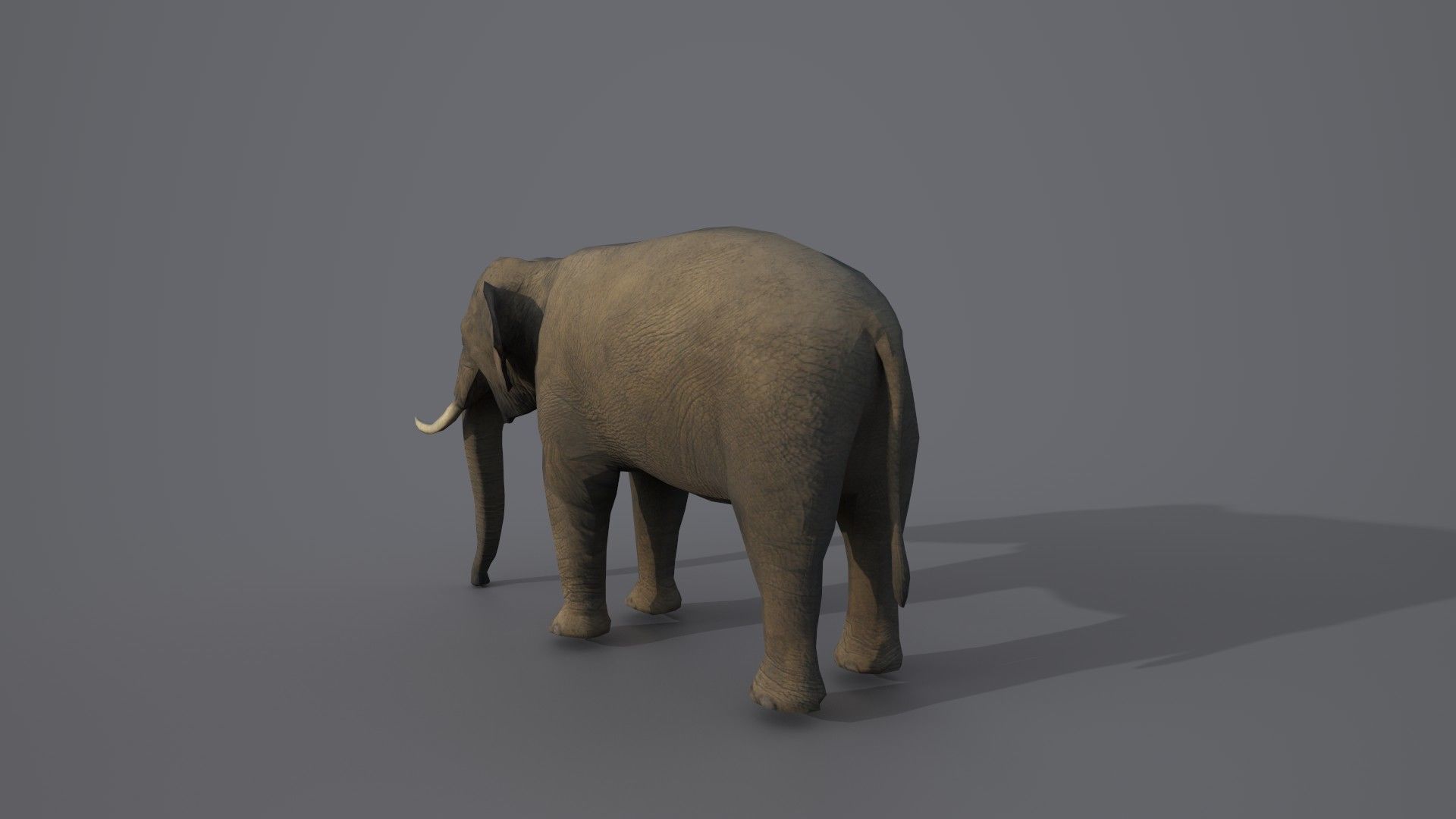 African Elephant 3D model_13