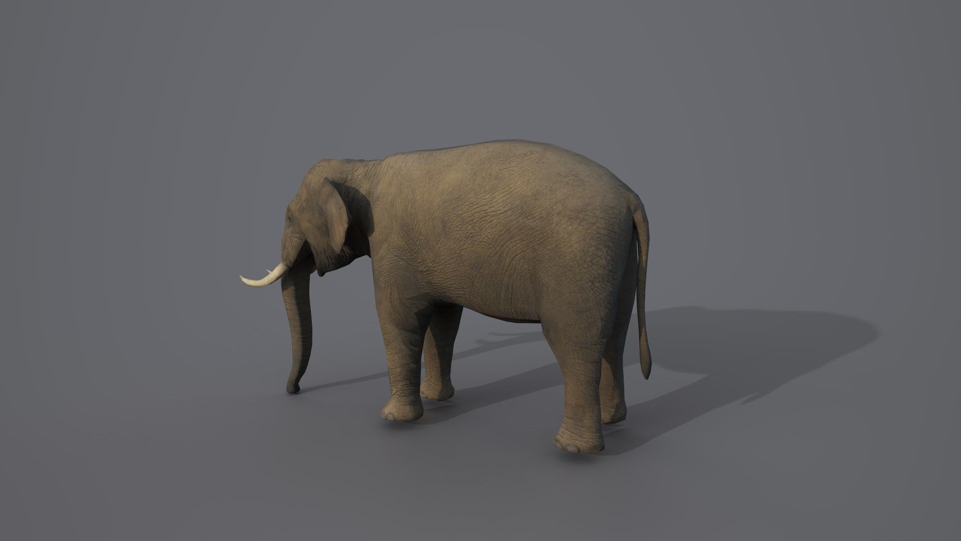 African Elephant 3D model_11