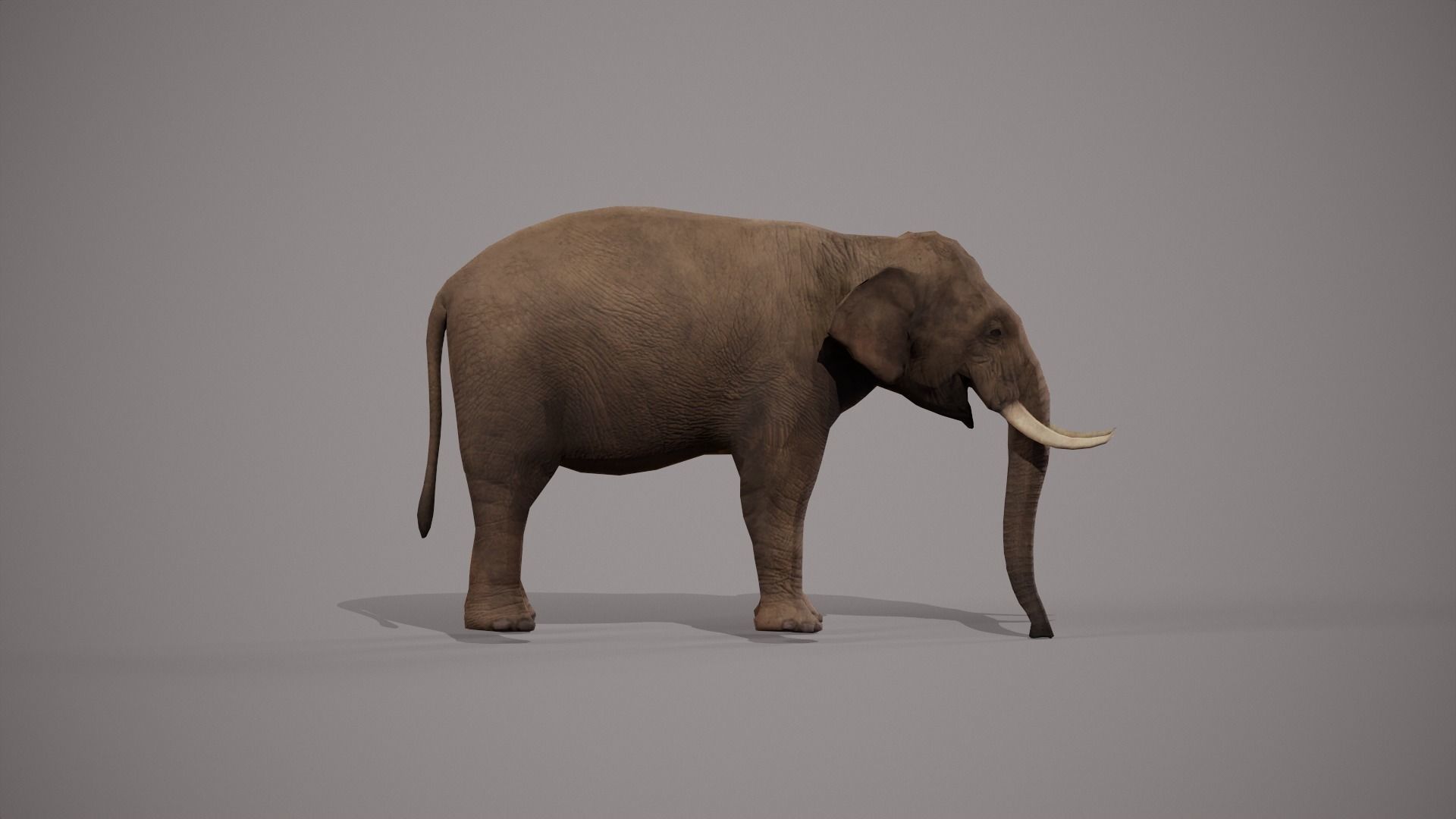 African Elephant 3D model_17