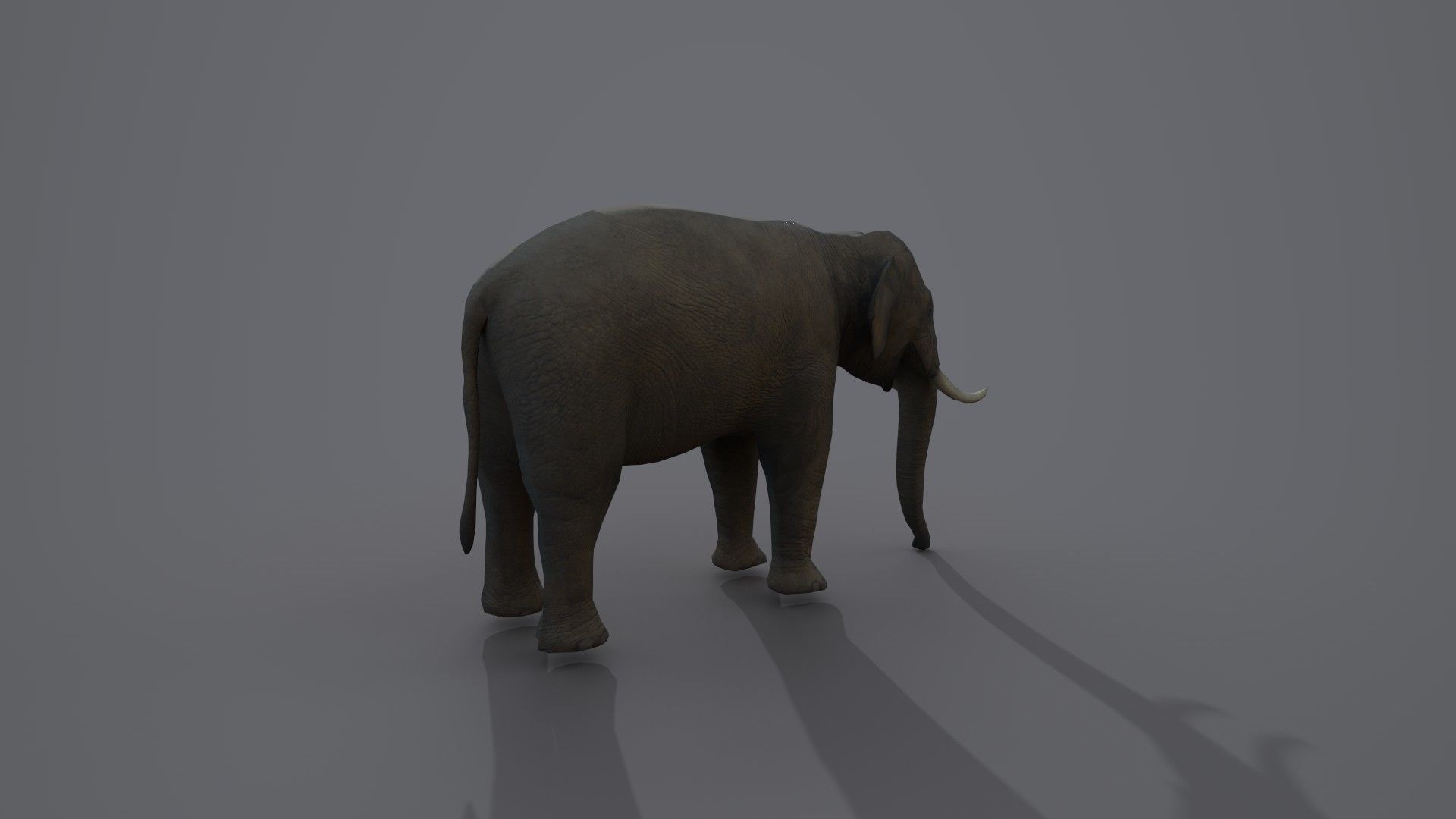 African Elephant 3D model_15