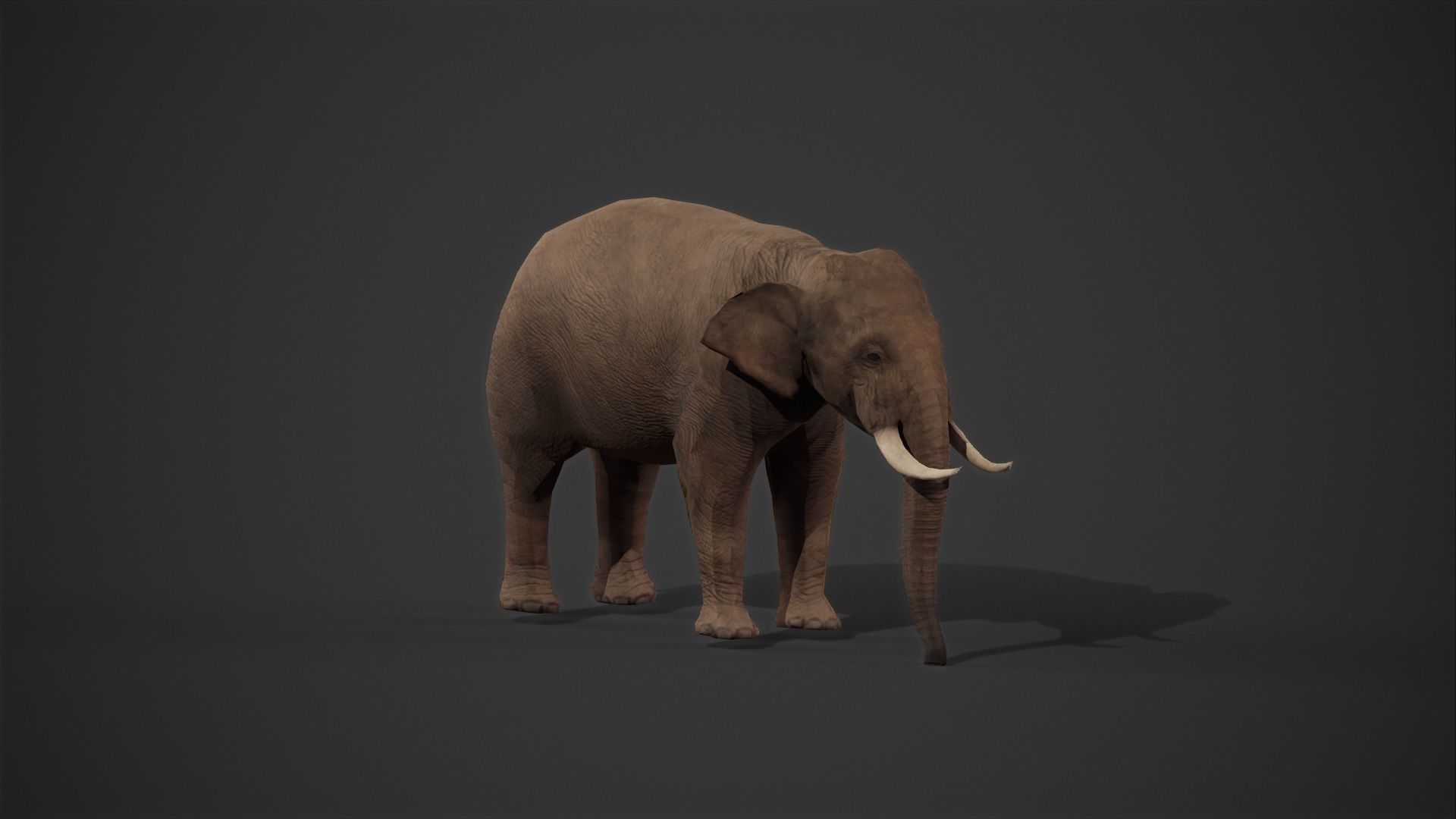 African Elephant 3D model_18