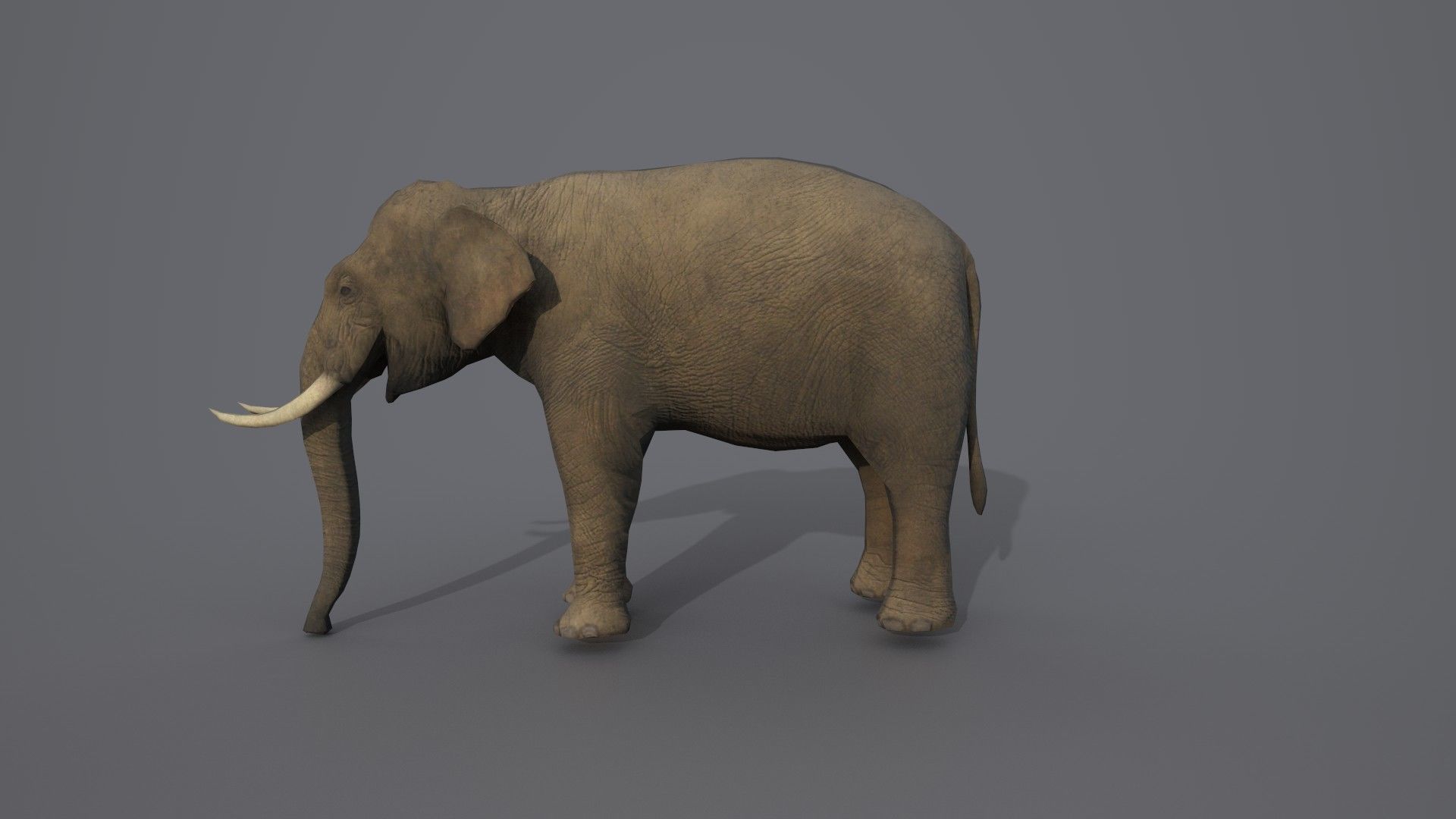 African Elephant 3D model_8