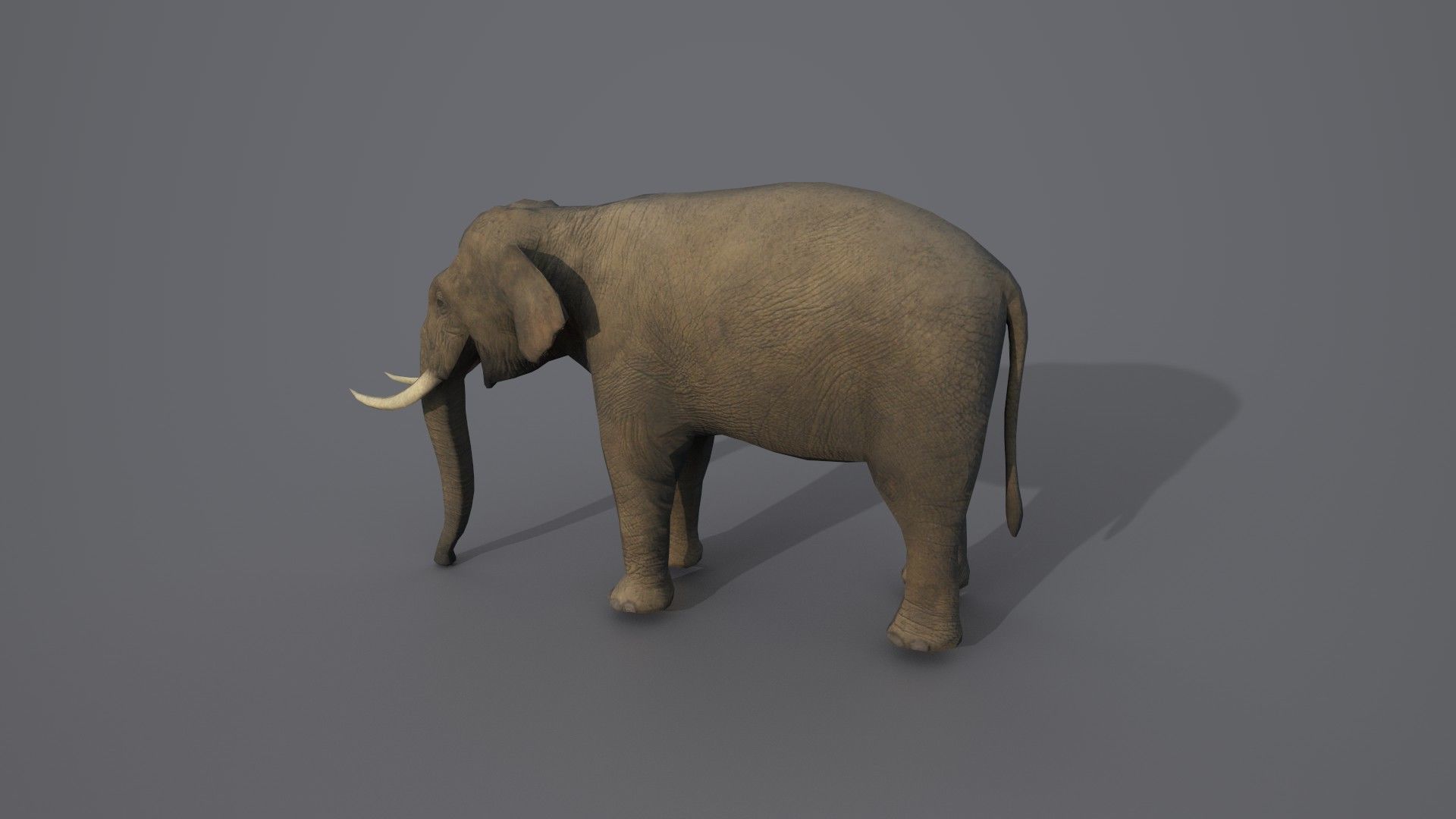 African Elephant 3D model_9