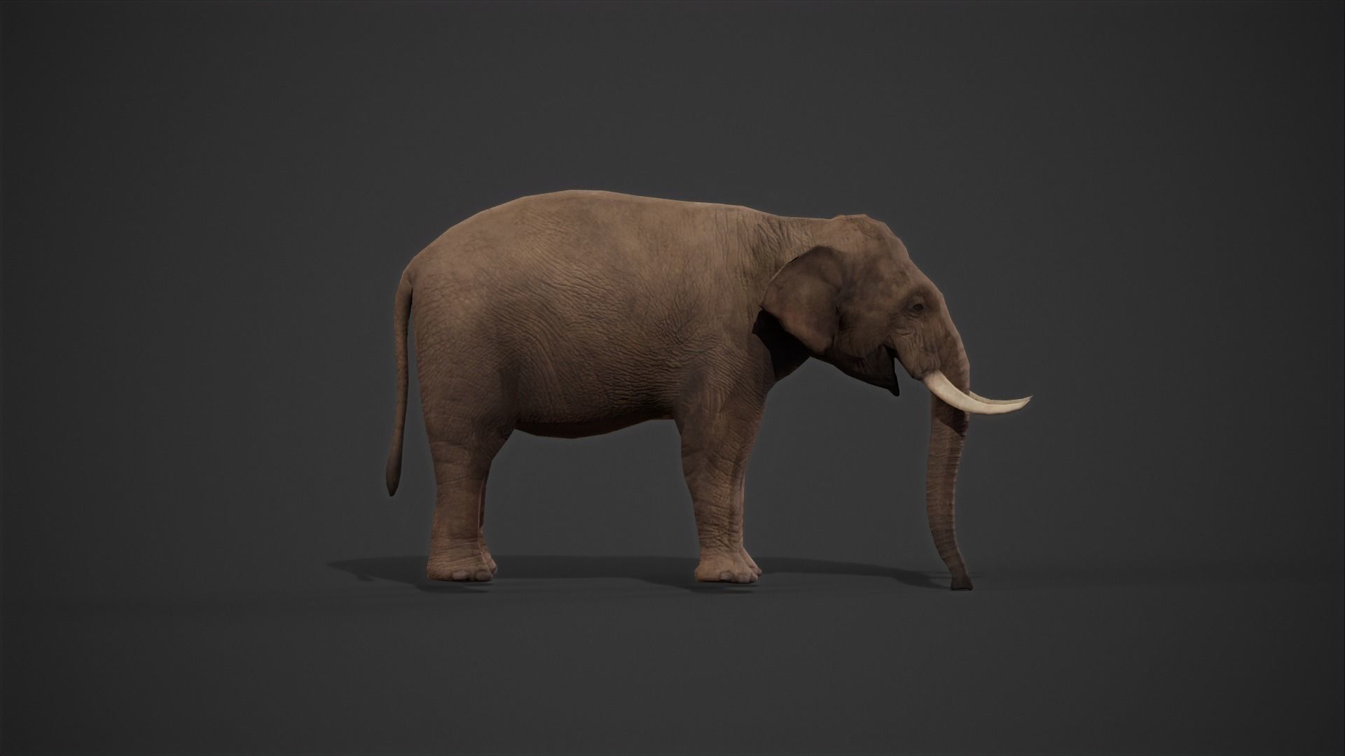 African Elephant 3D model_21
