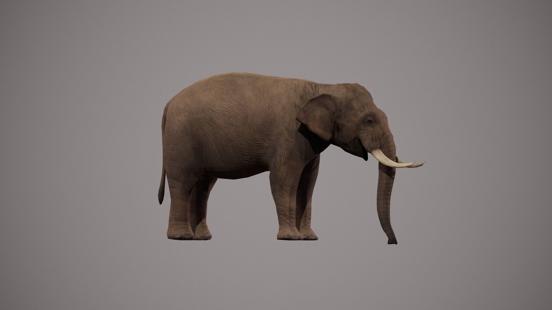 African Elephant 3D model_23