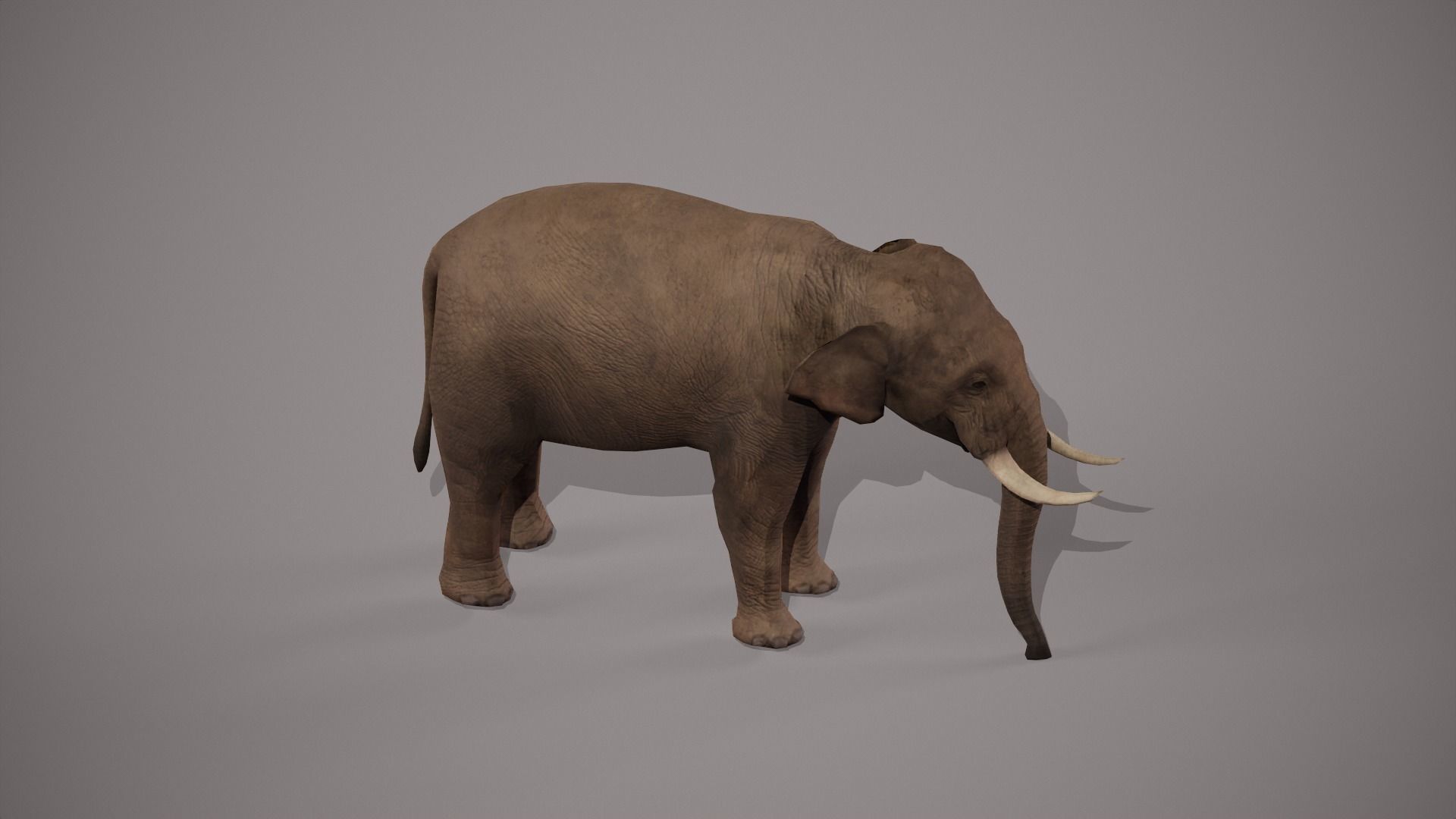 African Elephant 3D model_24