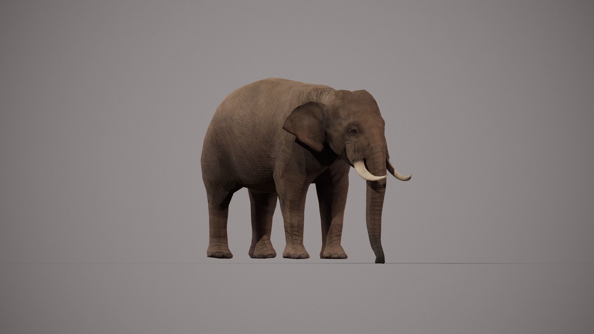 African Elephant 3D model_5