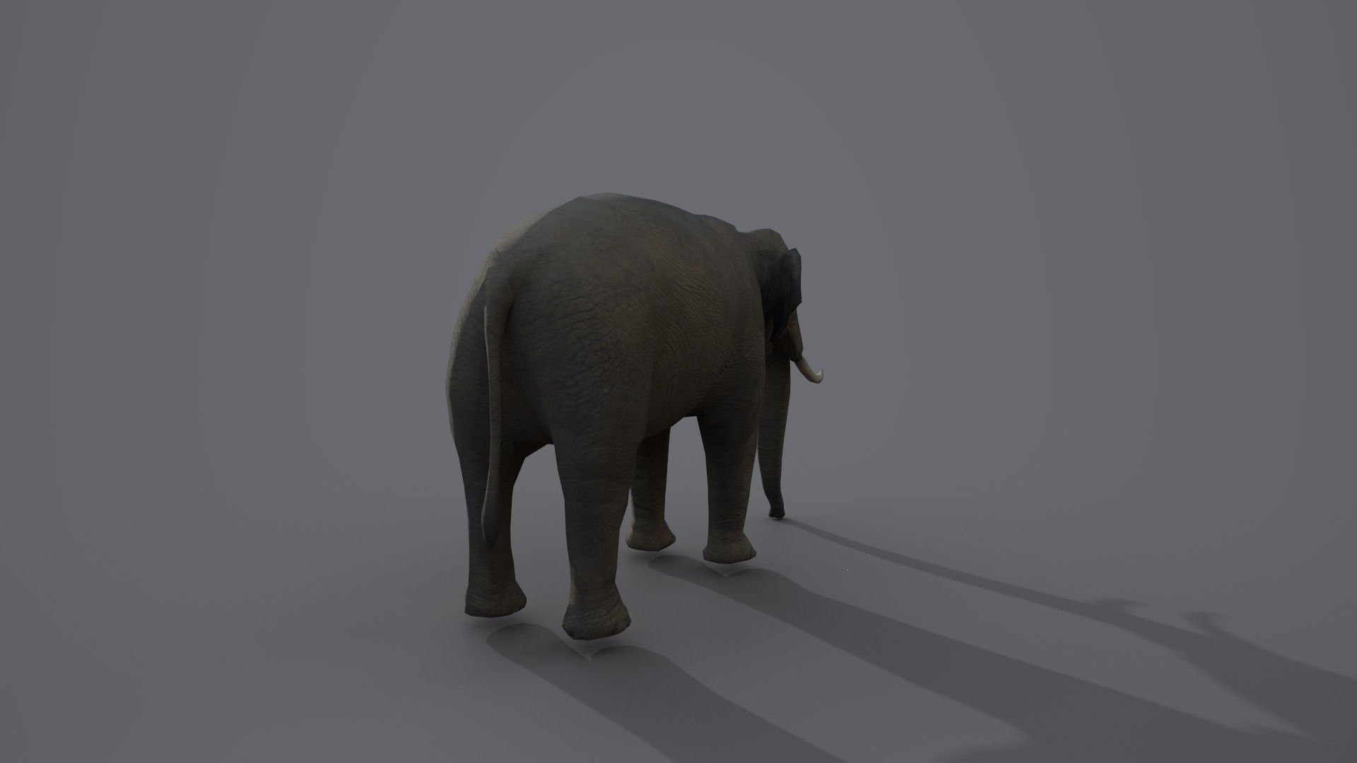 African Elephant 3D model_14
