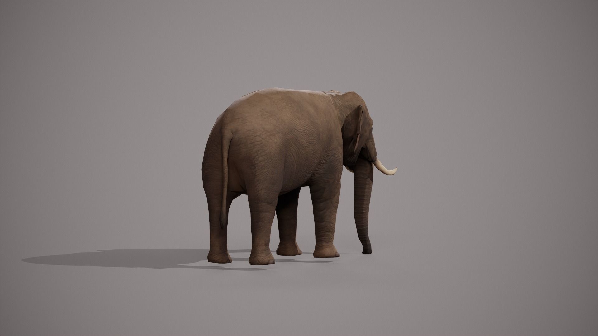 African Elephant 3D model_22