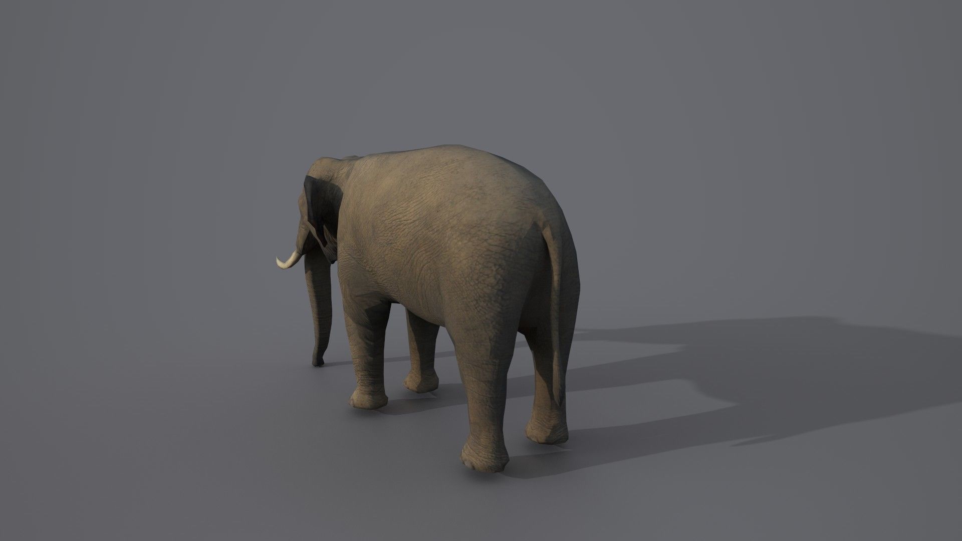 African Elephant 3D model_10