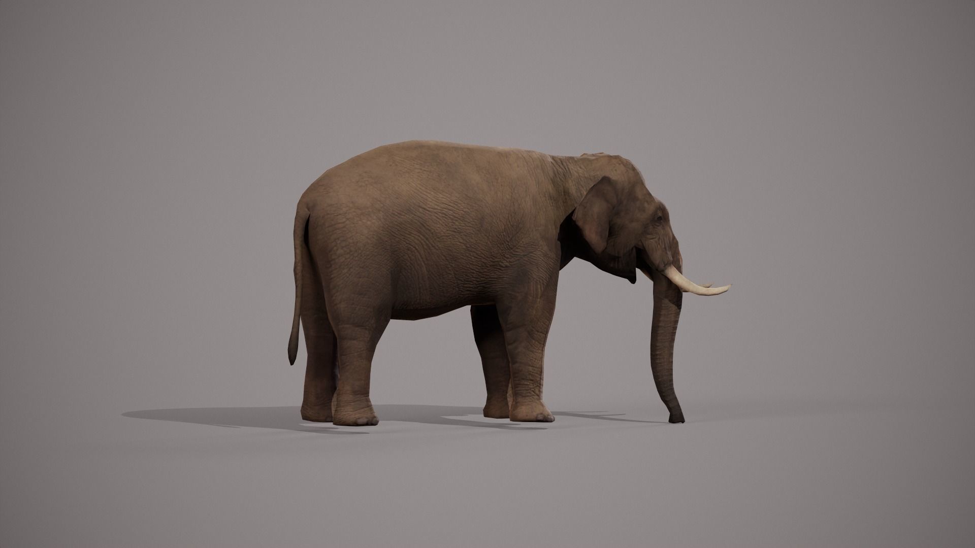 African Elephant 3D model_7
