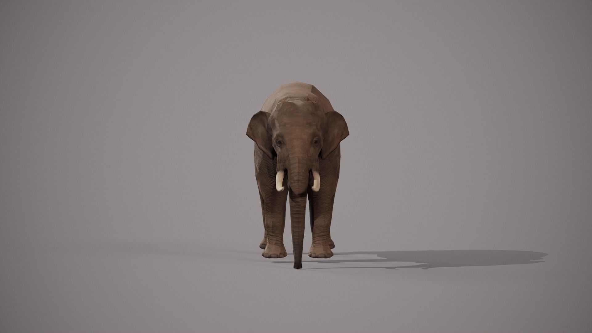 African Elephant 3D model_6