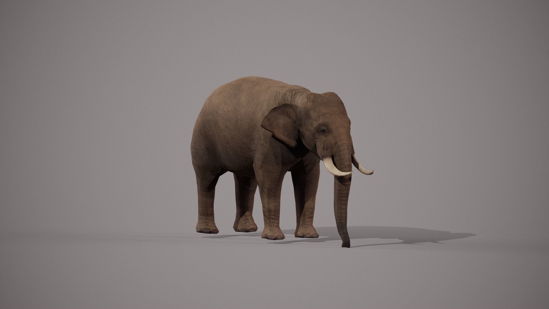 African Elephant 3D model_4