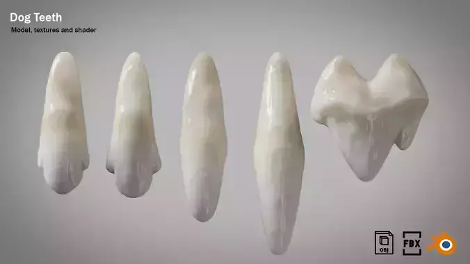 Dog teeth 5 pieces  PBR Low-poly 3D model