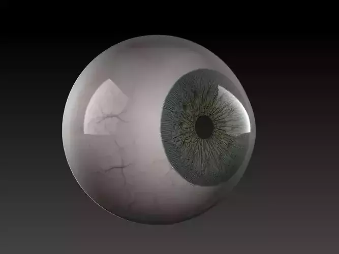 Eye Made by zbrush free 3D model | CGTrader