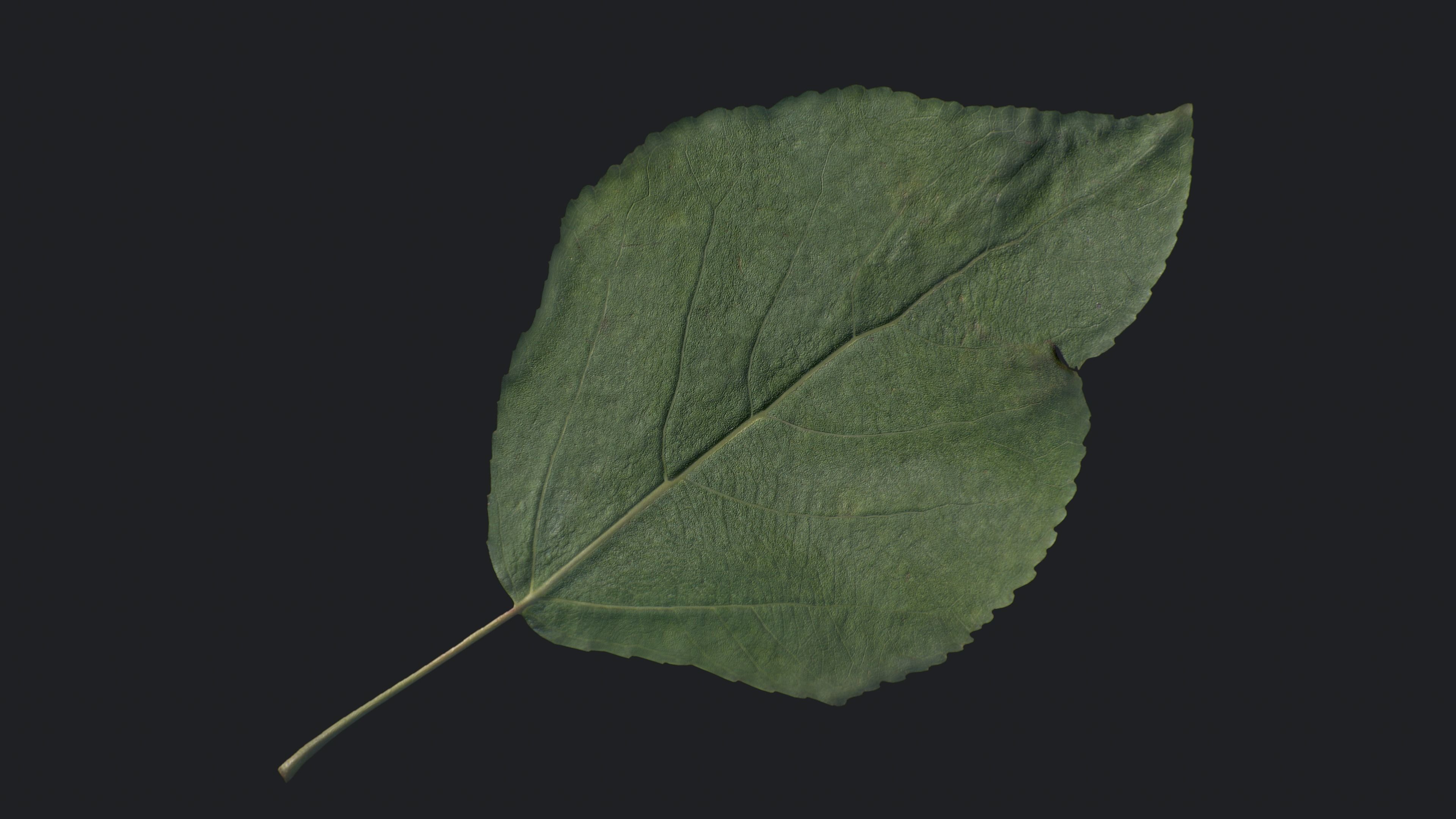 Poplar Leaf Texture_5