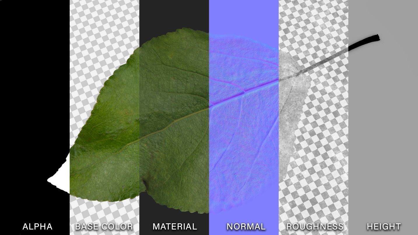 Poplar Leaf Texture_1