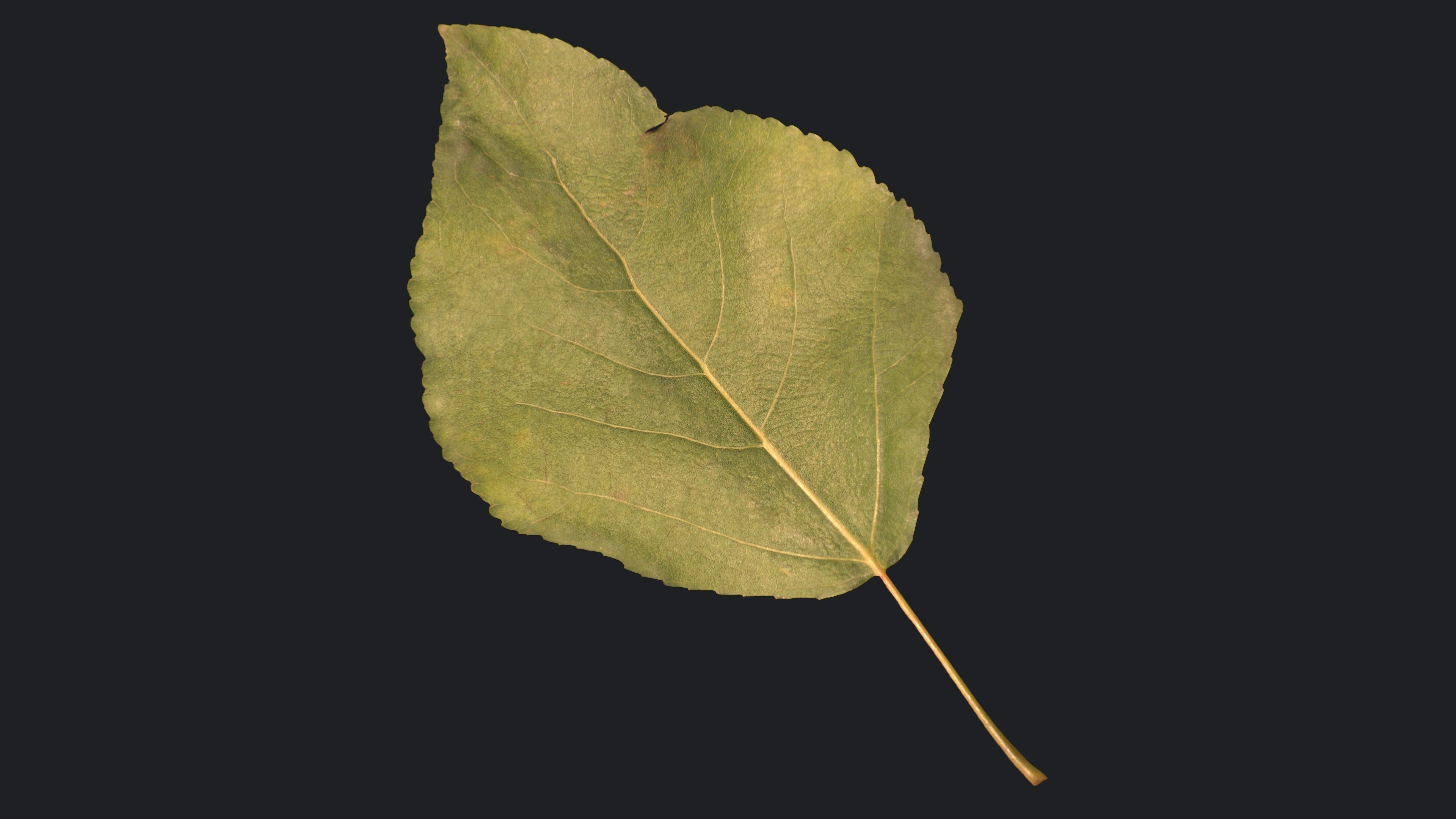 Poplar Leaf Texture_8